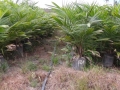 Nursery