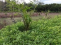 Planting
