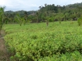 Planting