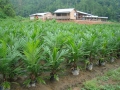 Nursery