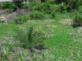 DSC00934