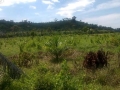 malanggo5